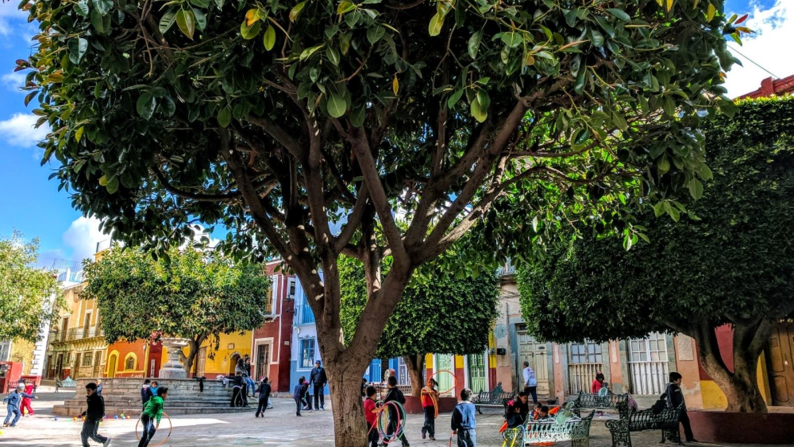 Foto pohon di alun-alun kota