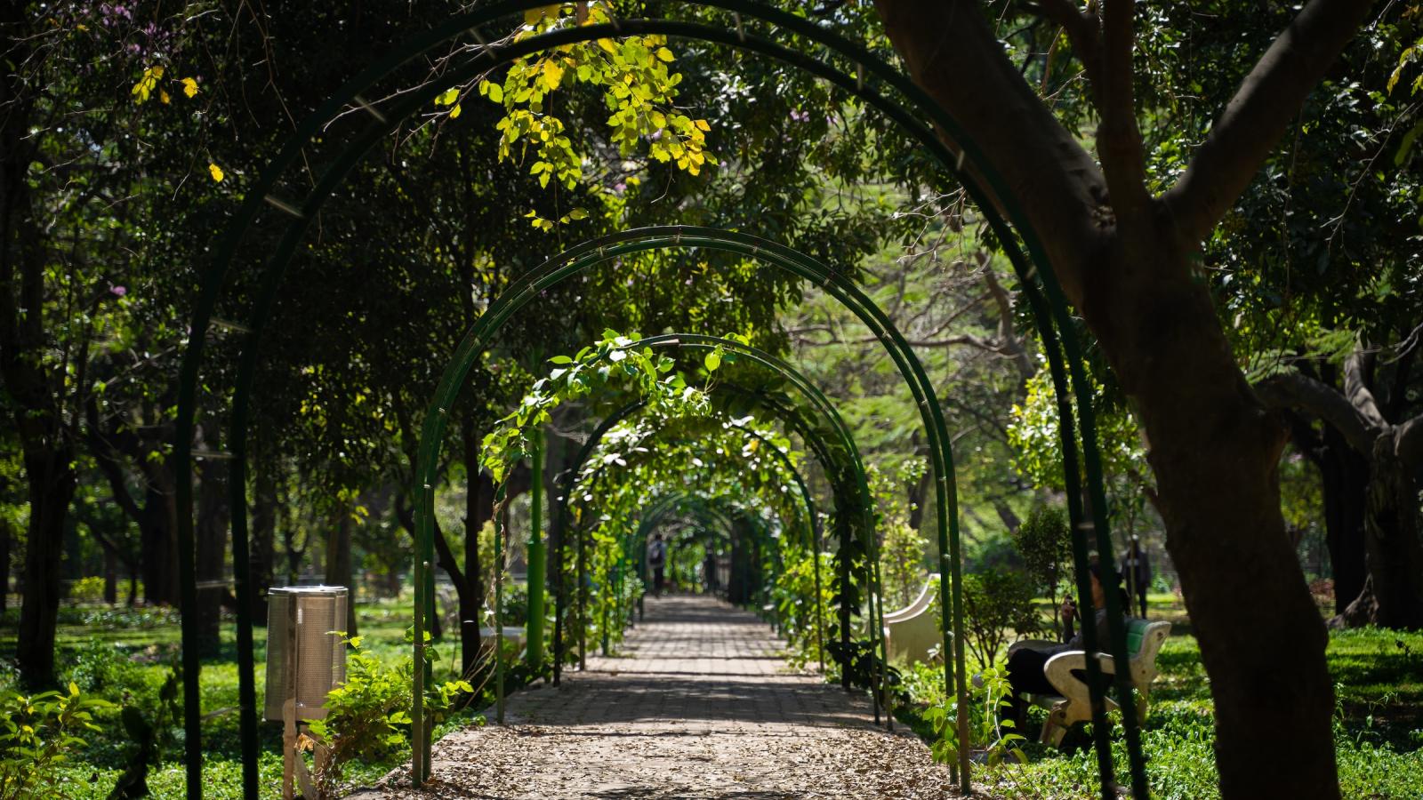 Jalan setapak yang teduh dan dipenuhi pepohonan di Cubbon Park, Bangalore