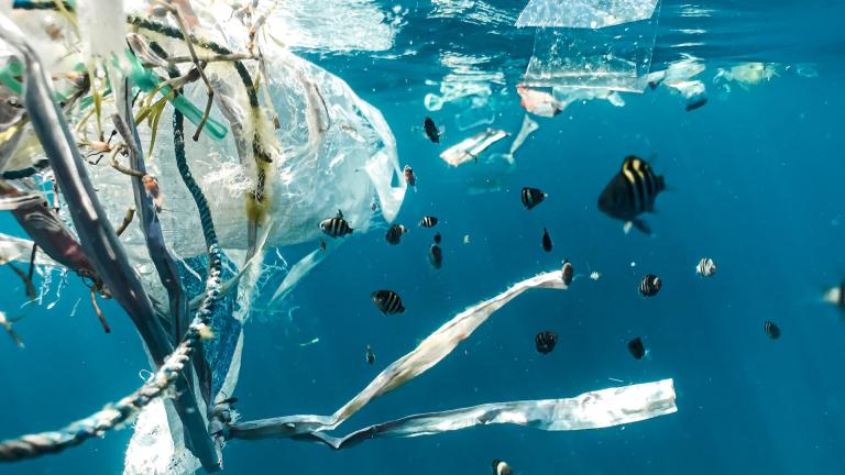 Ikan-ikan di lautan yang tercemar polusi plastik