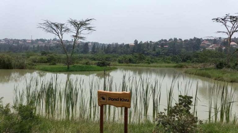 Sebuah kolam di lahan basah Nyandungu yang telah direstorasi di Kigali