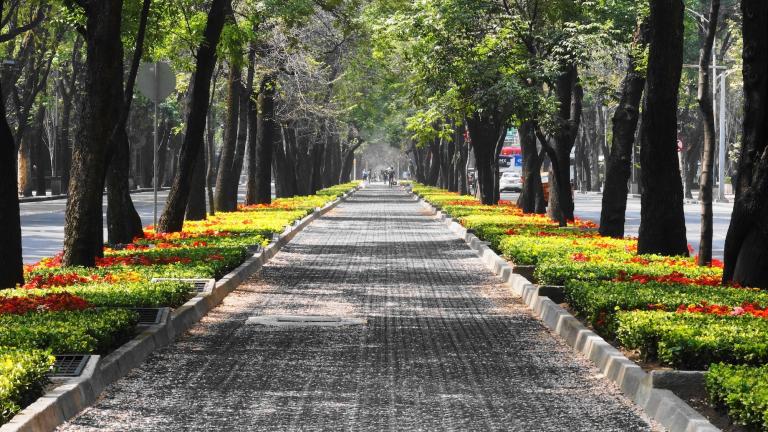 jalan yang dipenuhi pepohonan di kota meksiko