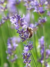 Lebah madu di atas lavender