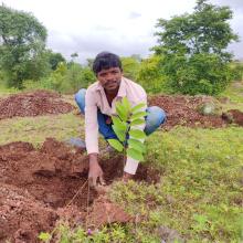 Penanaman pohon Pune