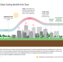 Pendinginan Perkotaan Manfaat dari Infografis Pohon