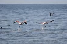 flamingo di mar chiquita